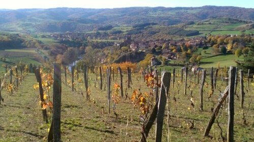 La vigne et les maisons vigneronnes