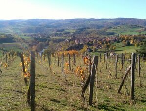 La vigne et les maisons vigneronnes